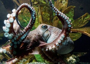 octopus