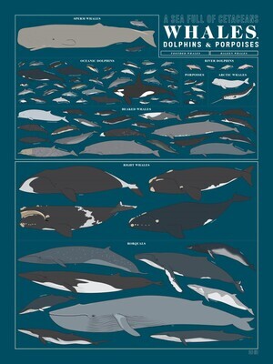 whales_dolphines_and_porpoises