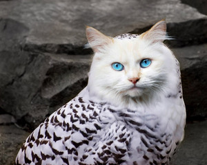 owl-cat5