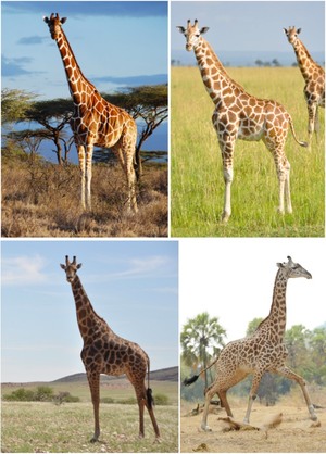 giraffe-species