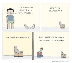 city-pigeon