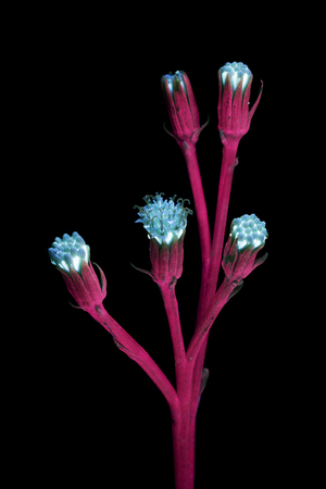 Blue-Ice-Plant-Flower-4-Small