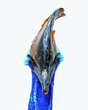 southern-cassowary