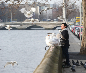 13/2/2017. Wei Zhao feeds Seagulls and Piegons along Ormond Quay Upper Dublin on a cold morning, he says he feeds the birds most mornings on his way to work. Photo: RollingNews.ie