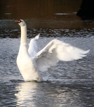 2/2/2017. Swan Lake. Pictured A swan flaps its wings in St Stephens Green in Dublin this morning after a morning rain. shower Photo: Sam Boal/Rollingnews.ie