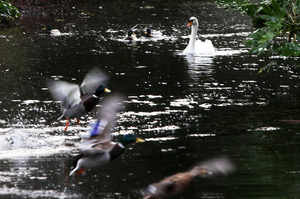 2/2/2017. Swan Lake. Pictured Ducks and Swans in St Stephens Green in Dublin this morning after a morning rain. shower Photo: Sam Boal/Rollingnews.ie