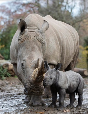 ...Dublin Zoo is delighted to announce the birth of a southern white rhinoc...